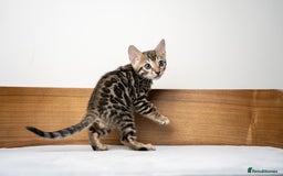 Bengal cats for sale: TICA-Certified Bengal Kittens, Show Quality - Image 18