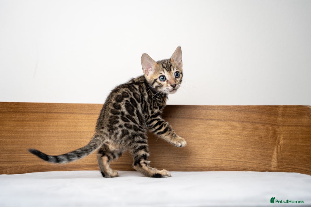 Bengal cats for sale: TICA-Certified Bengal Kittens, Show Quality - Image 18