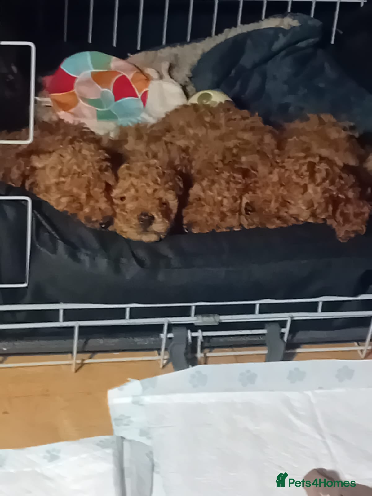 Toy Poodle dogs Deep red KC registered 5 generation Toy poodle  - Advert 15