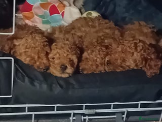 Toy Poodle dogs Deep red KC registered 5 generation Toy poodle - Advert 17