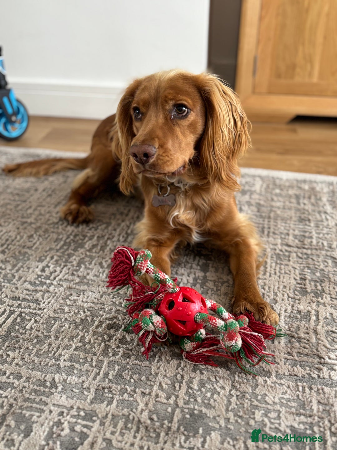 Cocker Spaniel dogs for sale: Cocker spaniel Male 1 year old  - Advert 8