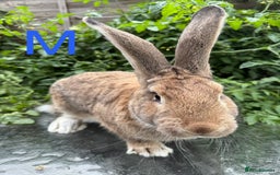 Continental Giant rabbits for sale: 2 HUGE Continental Giants - Image 5