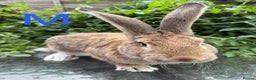 Continental Giant rabbits for sale: 2 HUGE Continental Giants - Advert 5