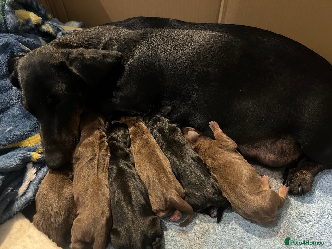 Miniature Dachshund dogs for sale: Two male miniature daschund puppies for sale  - Advert 5