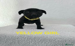 Staffordshire Bull Terrier dogs for sale: Kc reg black blue staffy puppies  - Image 16