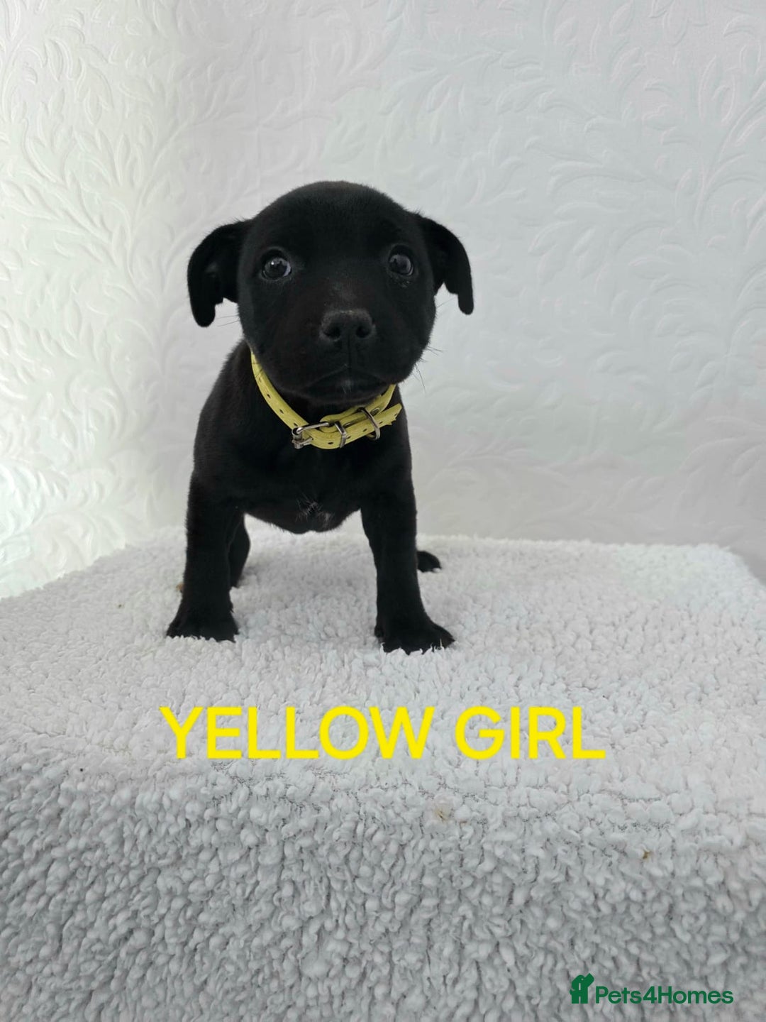 Staffordshire Bull Terrier dogs for sale: Kc reg black blue staffy puppies  - Image 16