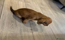 Chiweenie dogs for sale: 6 golden brown/whitecheweenies available  - Image 5