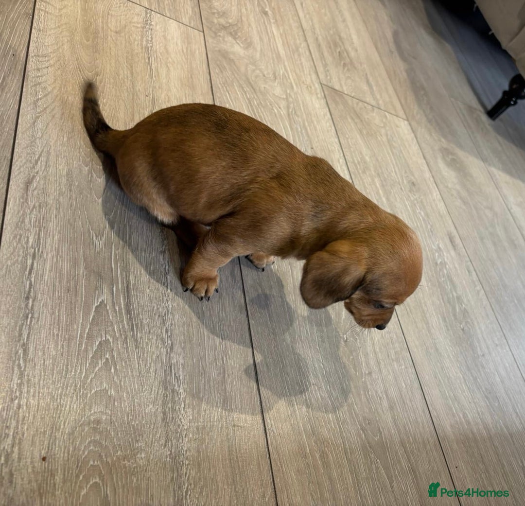 Chiweenie dogs for sale: 6 golden brown/whitecheweenies available  - Image 5