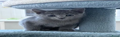 Russian Blue 1