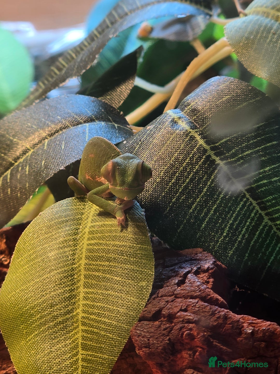 Chameleon reptiles for sale: veiled chameleon - Advert 4