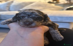 Cavapoo dogs for sale: Adorable Cavapoo Puppies – Ready for Loving Homes - Image 15