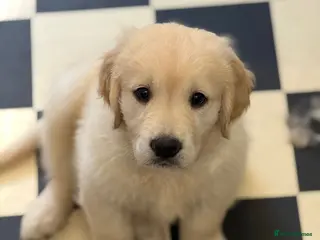 Golden Retriever dogs Golden Retriever bitch puppy Royal Kennel club reg - Advert 1