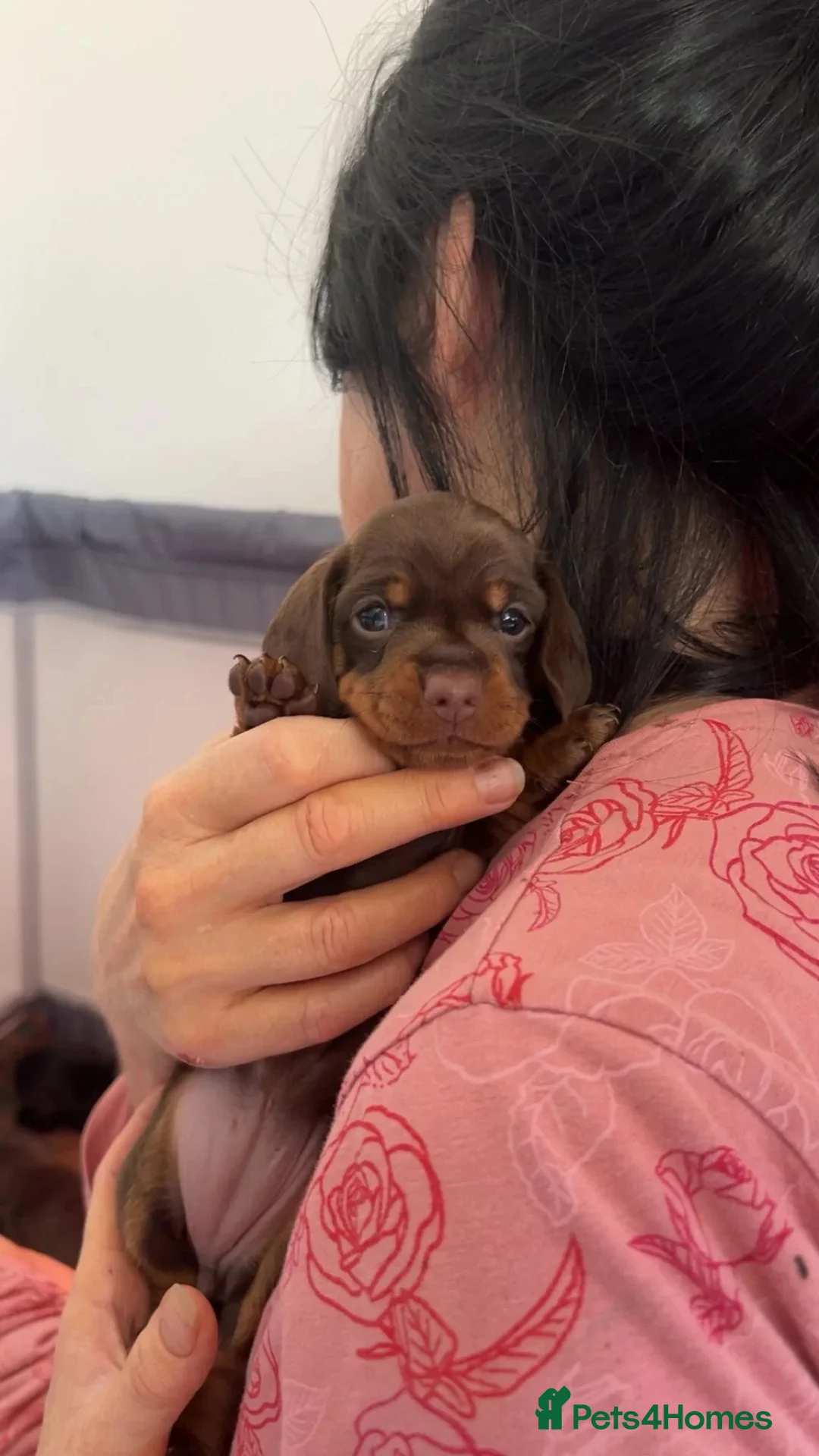 Dachshund dogs for sale: Dachshund puppies  - Advert 30