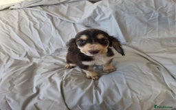 Cocker Spaniel dogs for sale: READY NOW 1/2 show 1/2 working cocker spaniel pups - Image 1