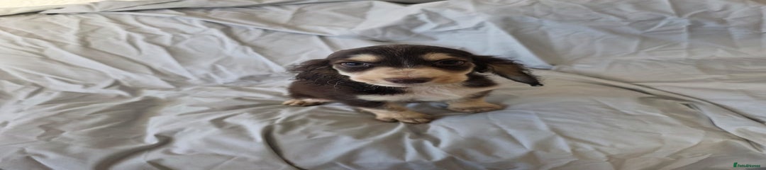 Alfredo
