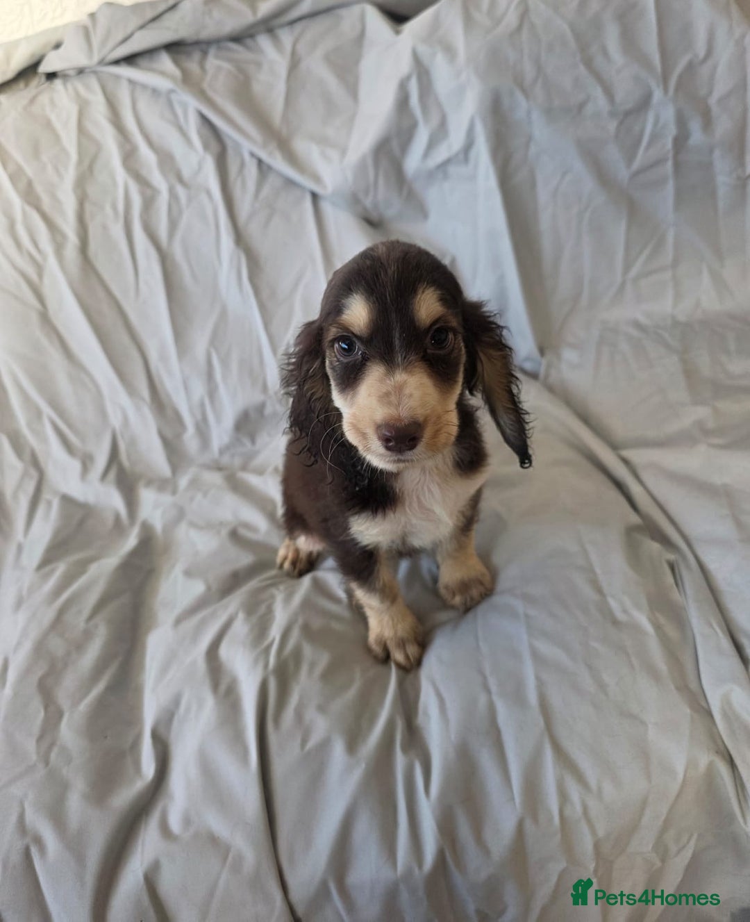 Cocker Spaniel dogs for sale: READY NOW 1/2 show 1/2 working cocker spaniel pups - Image 1