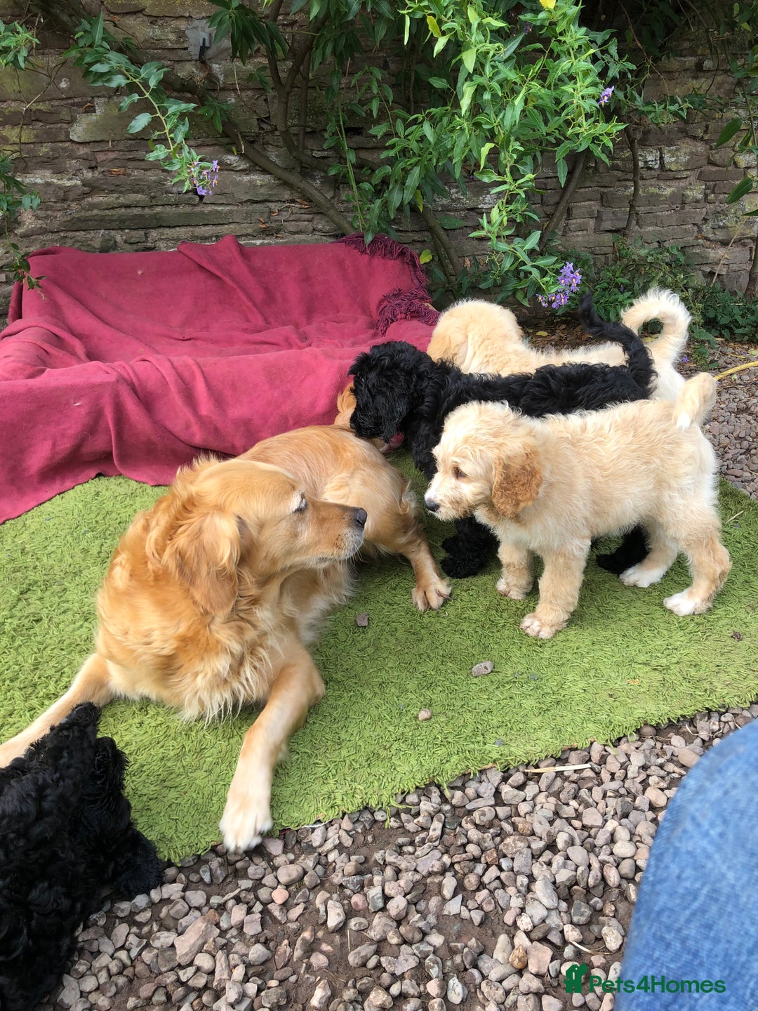 Goldendoodle dogs for sale: Golden Doodle Pups ready for their forever homes - Image 6