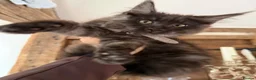 Maine Coon cats for sale: Stunning Black Smoke Boy Available Again - Advert 9