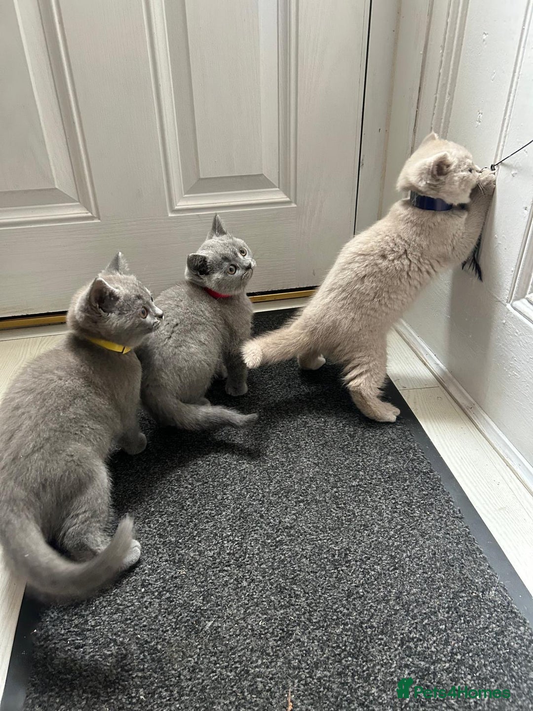 British Shorthair cats for sale: Beautiful British short hair kittens  - Image 4