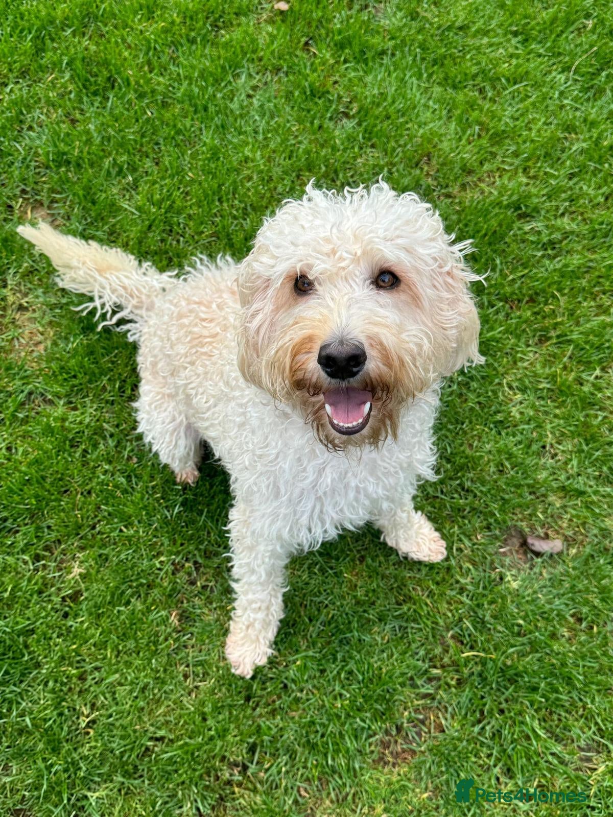 Labradoodle dogs Multigen/F3b Labradoodle Stud in Calne - Advert 4
