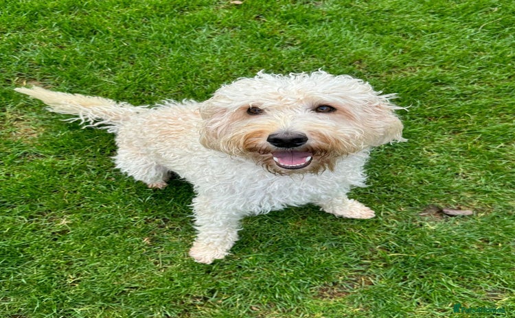 Labradoodle dogs in Calne - Advert 5