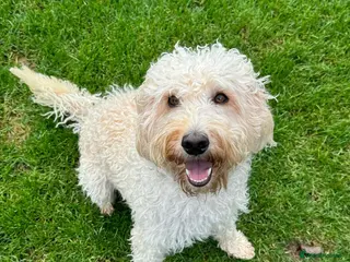 Labradoodle dogs Multigen/F3b Labradoodle Stud in Calne - Advert 4