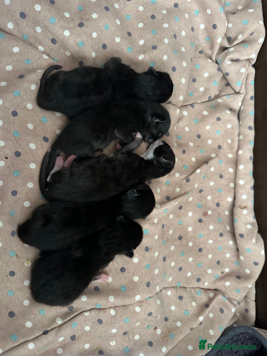 British Shorthair cats for sale: Kittens black/white  - Image 3