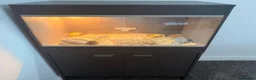 Tortoise reptiles for sale: Horsefield Tortoise in Alford - Advert 2