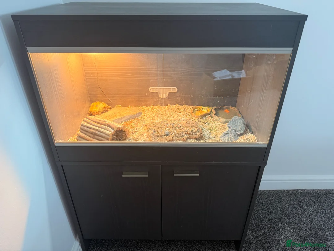 Tortoise reptiles for sale: Horsefield Tortoise in Alford - Advert 2