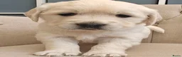 Golden Retriever dogs for sale: Gorgeous English Cream Golden Retriever Puppy's 🐾 - Advert 5