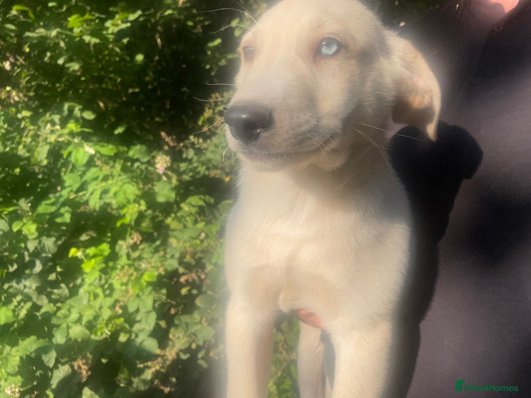 Mixed Breed dogs for sale: 3 loving puppies  - Image 1