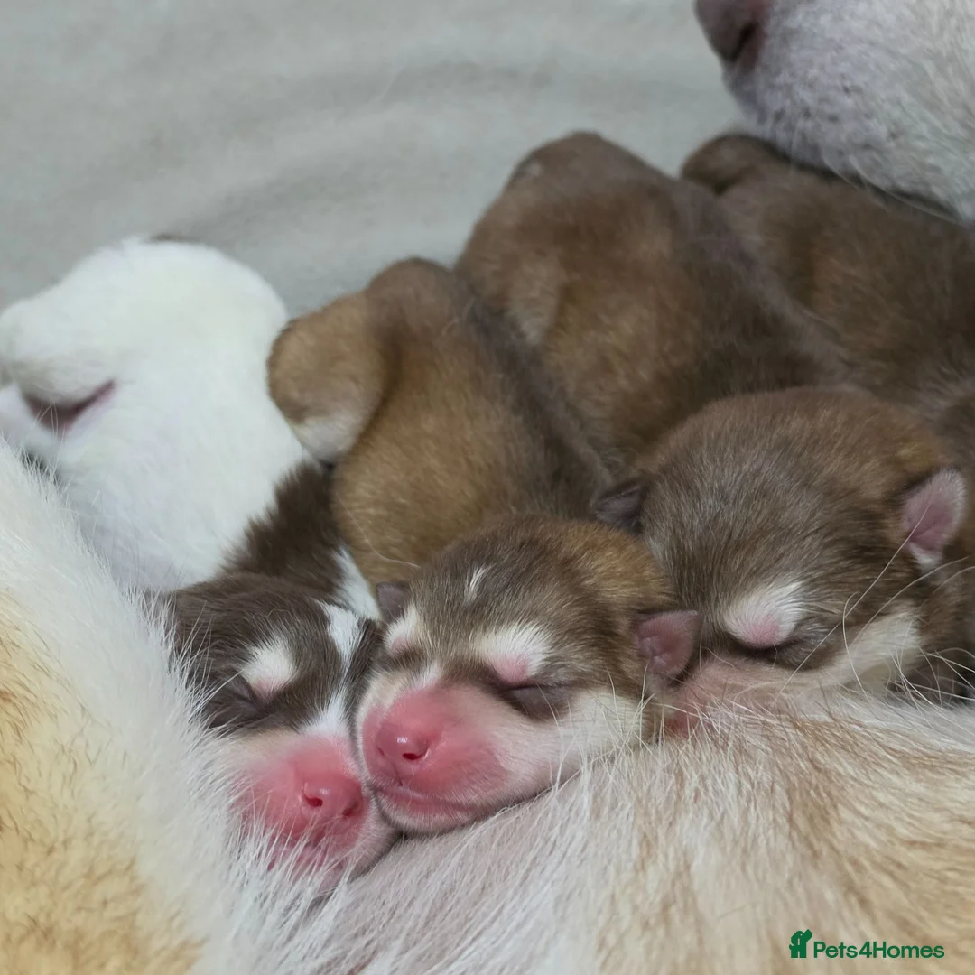 Alaskan Malamute dogs for sale: 8 Beautiful Alaskan Malamute Cross Puppies - Advert 27