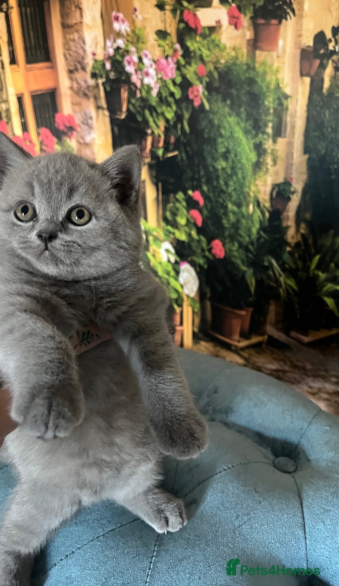 British Shorthair cats for sale: Beautiful British shorthair kittens 🐱 🥰 - Advert 21