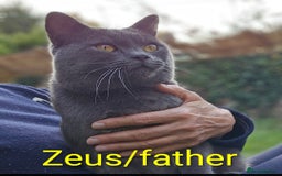 Chartreux cats for sale: 🌟Exclusive GCCF Chartreux Kitten – Elegant Amber - Image 12