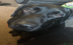 Labrador Retriever dogs for sale: Male 11 month old  - Image 3