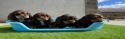 Cocker Spaniel dogs for sale: ⭐️ Health tested KC reg show type cocker 🐶  - Advert 8