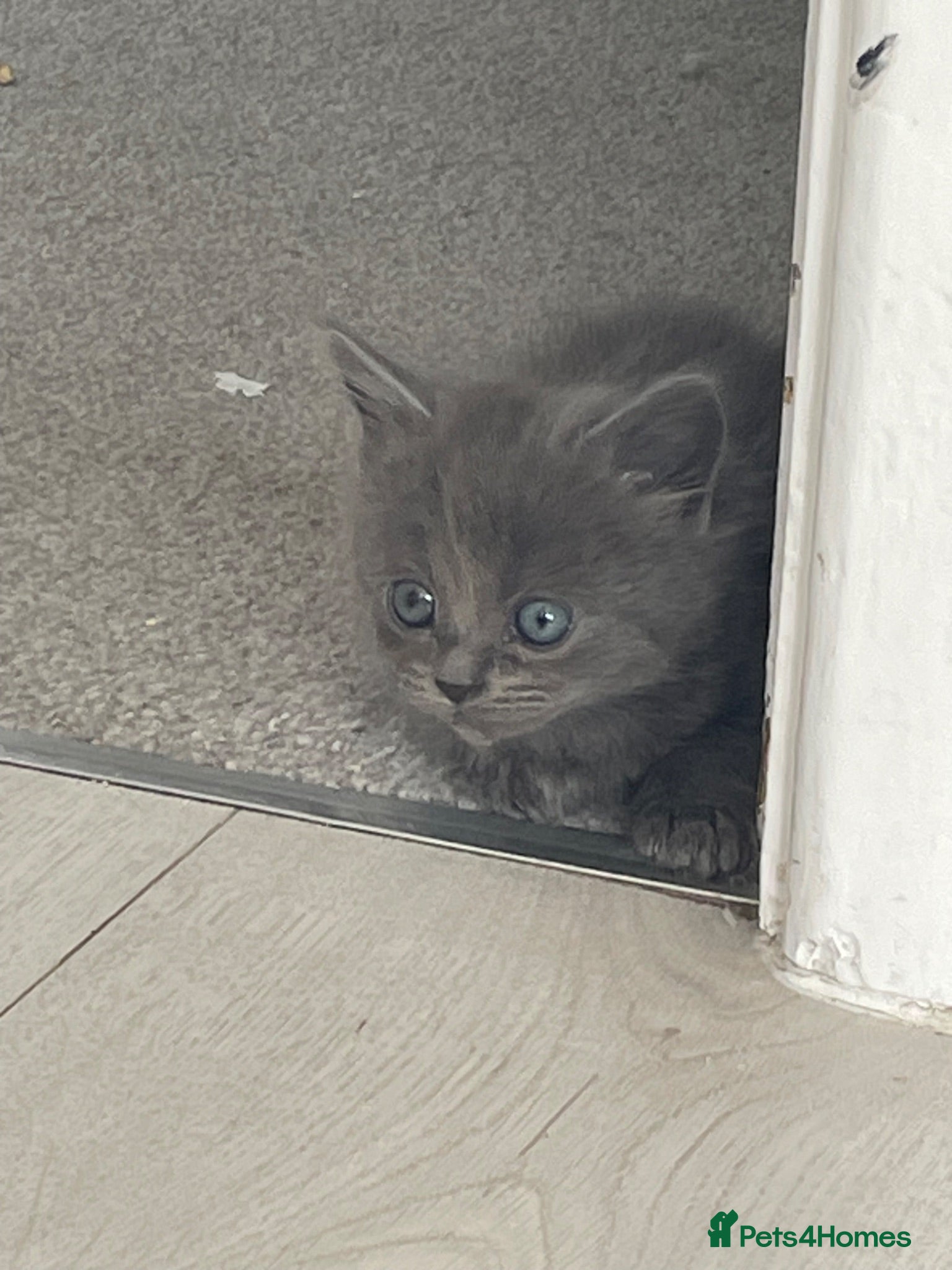 Mixed Breed cats Grey kittens  - Advert 6