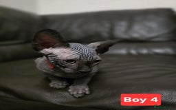 Sphynx cats for sale: 🌟 Sphynx Kittens – 5 Friendly Boys Ready Soon! 🌟 - Image 3