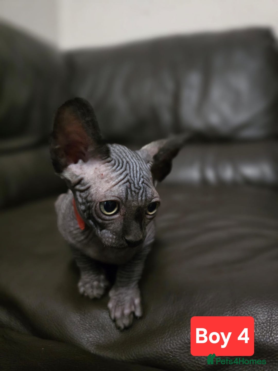 Sphynx cats for sale: 🌟 Sphynx Kittens – 5 Friendly Boys Ready Soon! 🌟 - Image 3