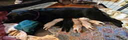 Labrador Retriever dogs for sale: Dave Nunn in Sleaford - Advert 4