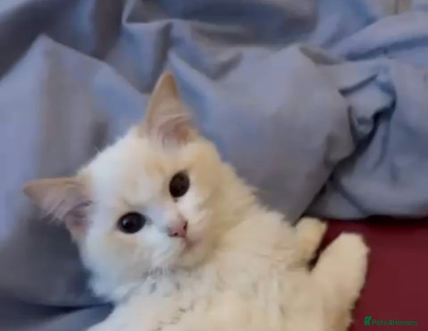 Ragdoll cats - Advert 6