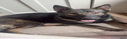 German Shepherd dogs for sale: Czech import family dog  - Advert 3