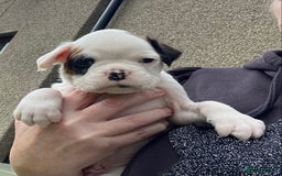 Boxer dogs for sale: Gorgeous Boxer Puppies  - Image 3