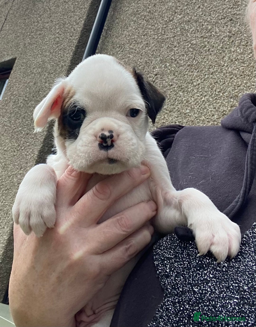 Boxer dogs for sale: Gorgeous Boxer Puppies  - Image 3