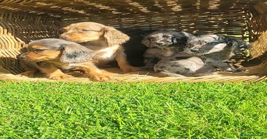 Cocker Spaniel dogs - Advert 10