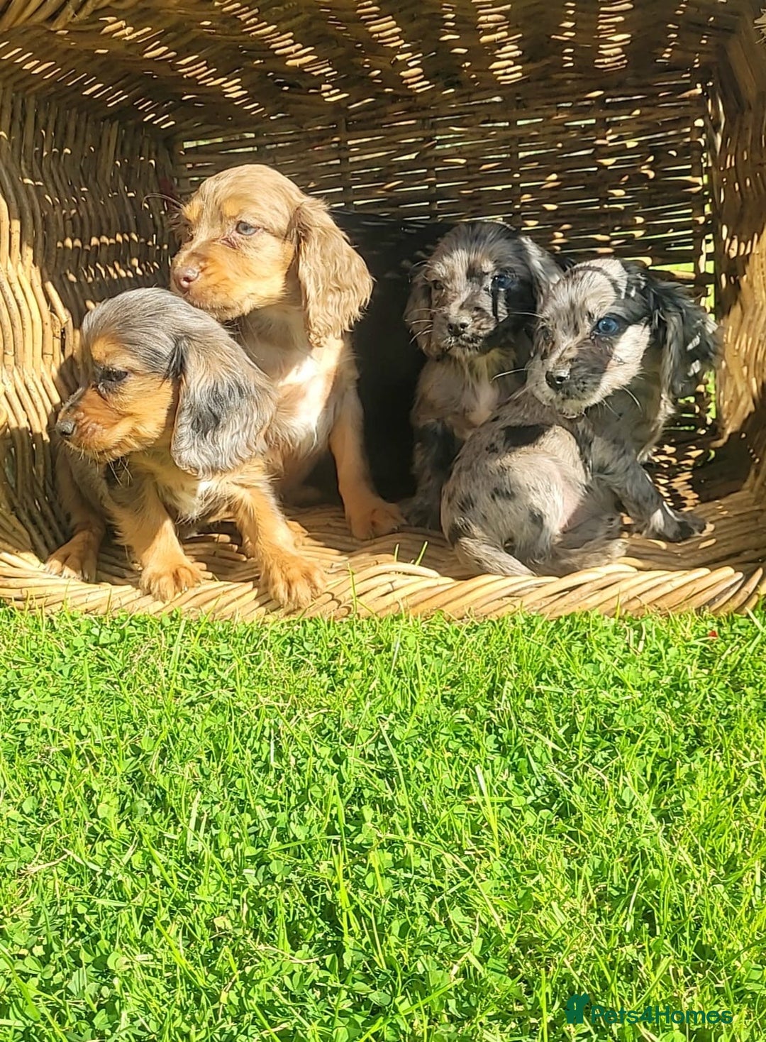 Cocker Spaniel dogs for sale: Stunning cocker spaniels puppies  - Image 3