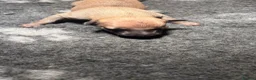 Whippet dogs for sale: Beautiful KC Whippet puppies  - Advert 7