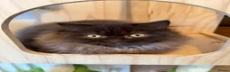 British Longhair cats for sale: Chocolate BLH boys TICA registration  - Advert 4