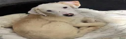 Mixed Breed dogs for adoption: Otis  in Ormskirk - Advert 3