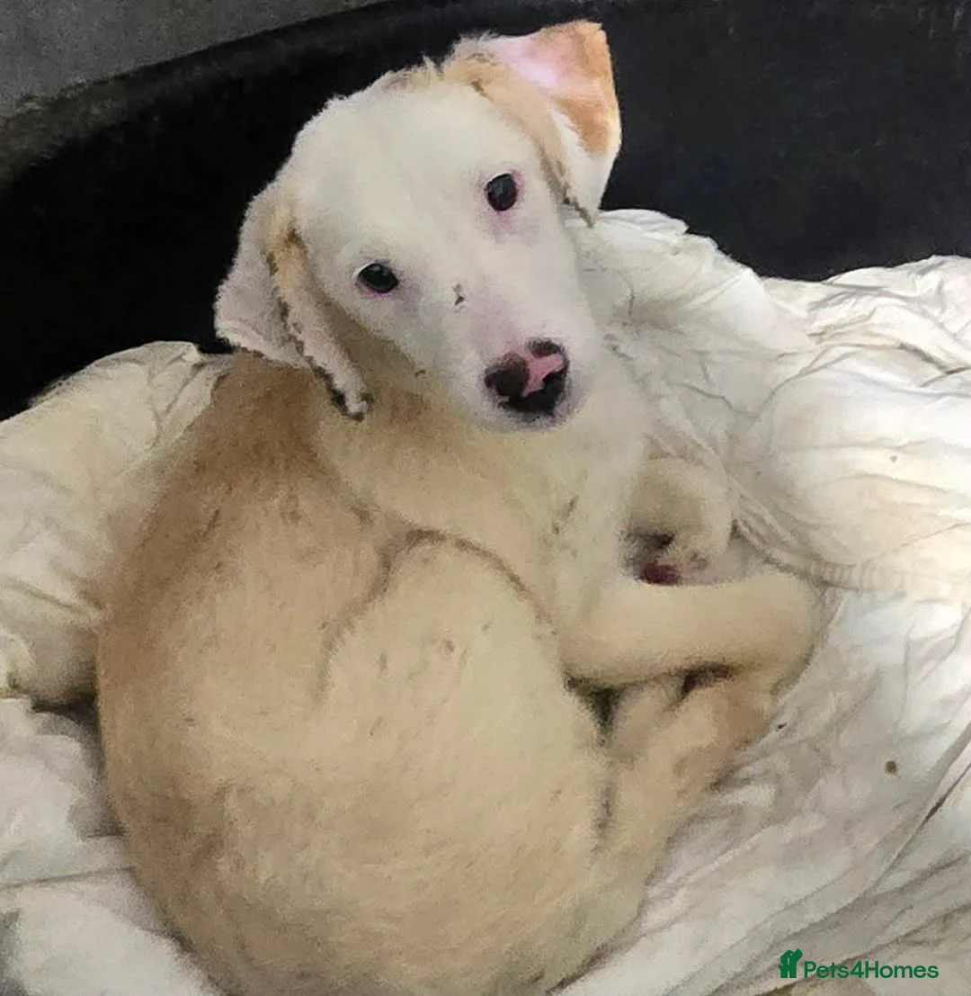 Mixed Breed dogs for adoption: Otis  in Ormskirk - Advert 3